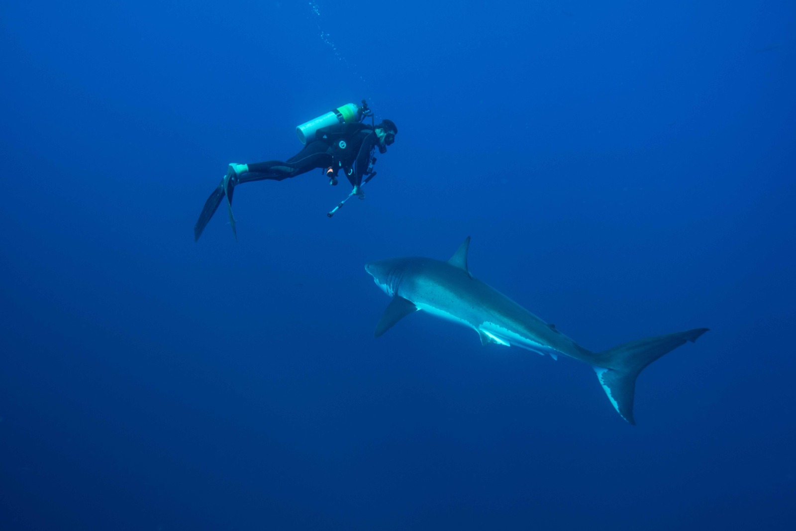 Lanza Sagarhpa recomendaciones por presencia de tiburones